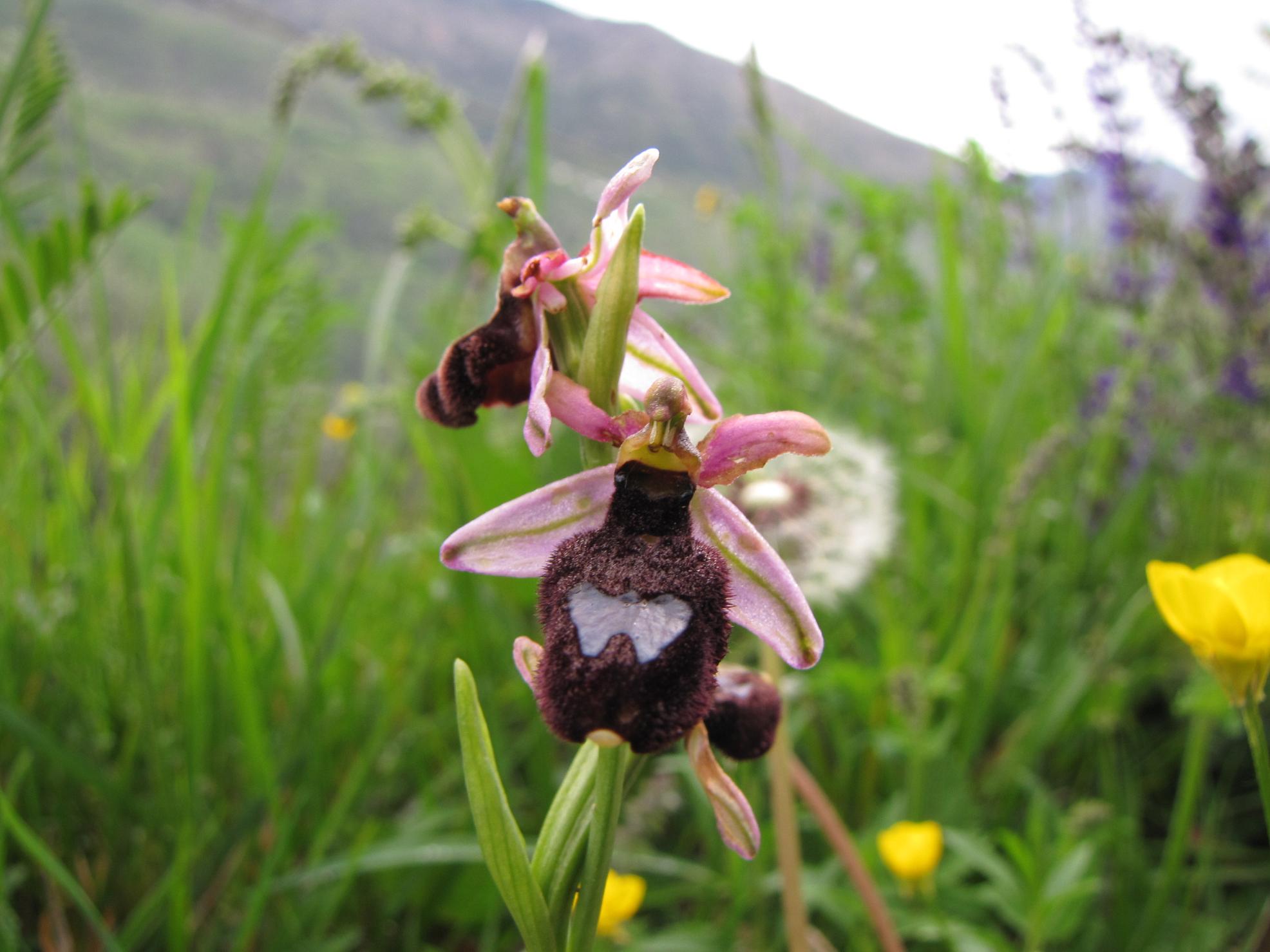 Le nostre prime orchis & ophrys